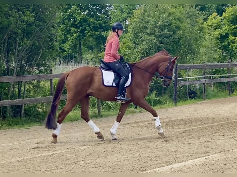 Oldenburger Wallach 5 Jahre 167 cm Fuchs in Hude (Oldenburg)