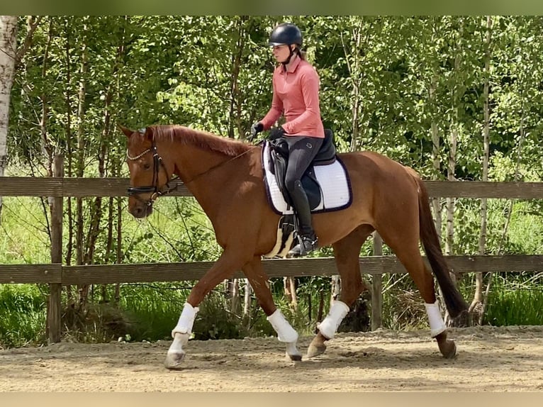 Oldenburger Wallach 5 Jahre 167 cm Fuchs in Hude (Oldenburg)