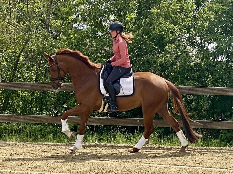 Oldenburger Wallach 5 Jahre 167 cm Fuchs in Hude (Oldenburg)