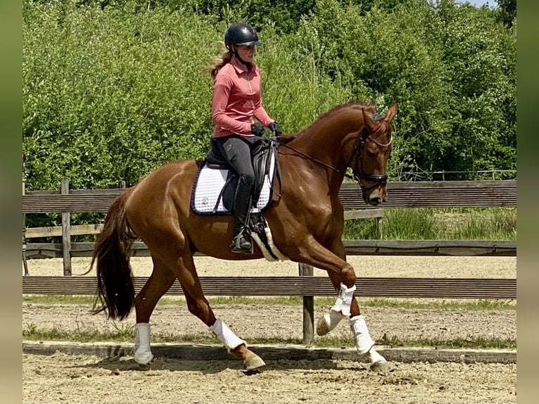 Oldenburger Wallach 5 Jahre 167 cm Fuchs in Hude (Oldenburg)