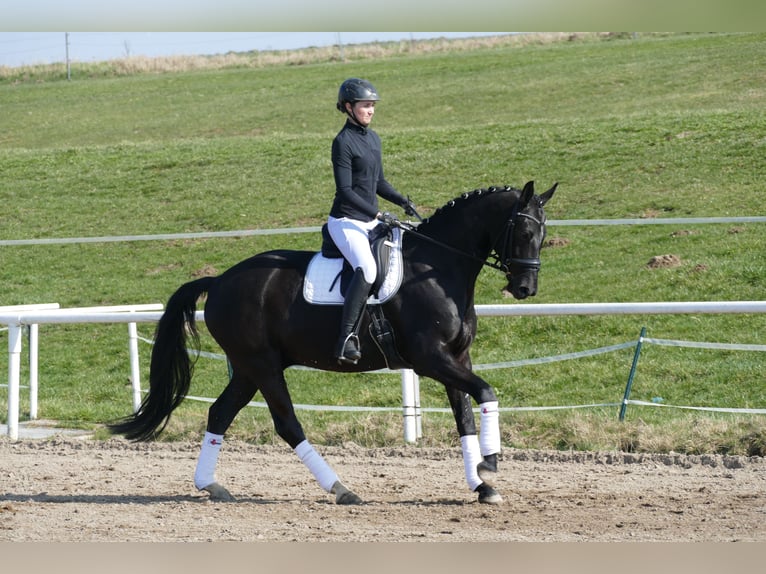 Oldenburger Wallach 5 Jahre 167 cm Rappe in Ganschow