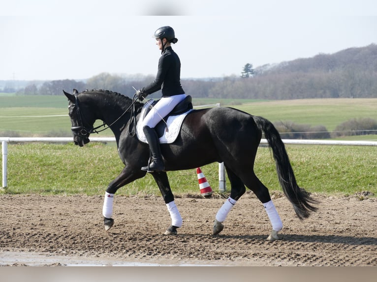 Oldenburger Wallach 5 Jahre 167 cm Rappe in Ganschow