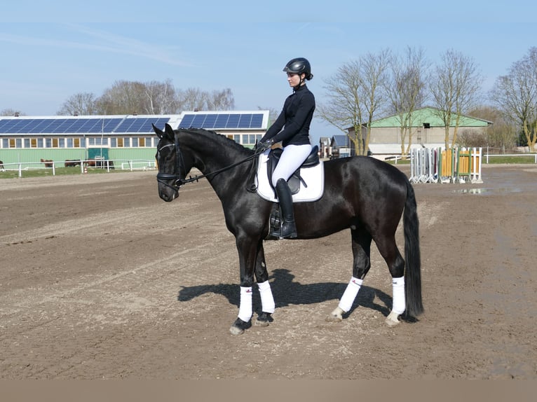 Oldenburger Wallach 5 Jahre 167 cm Rappe in Ganschow