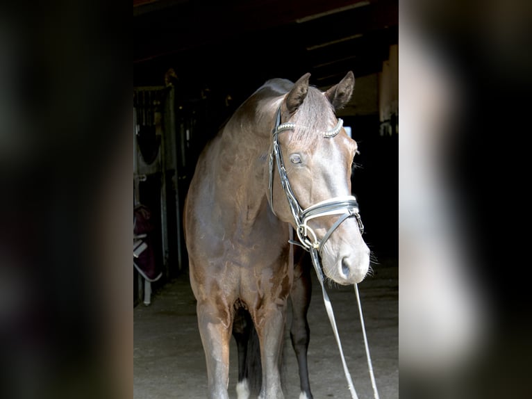 Oldenburger Wallach 5 Jahre 167 cm Rappe in Ebenweiler
