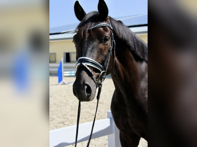 Oldenburger Wallach 5 Jahre 167 cm Rappe in Ebenweiler