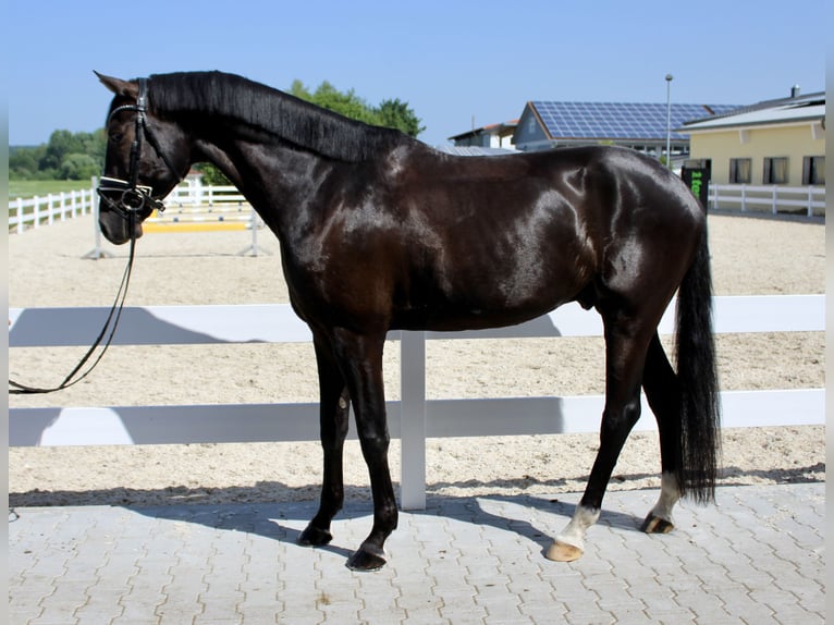 Oldenburger Wallach 5 Jahre 167 cm Rappe in Ebenweiler