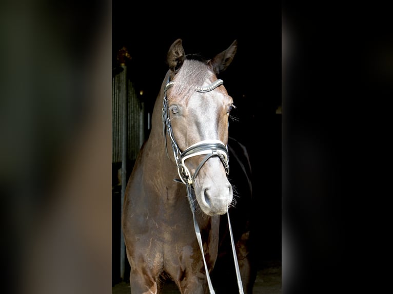 Oldenburger Wallach 5 Jahre 167 cm Rappe in Ebenweiler