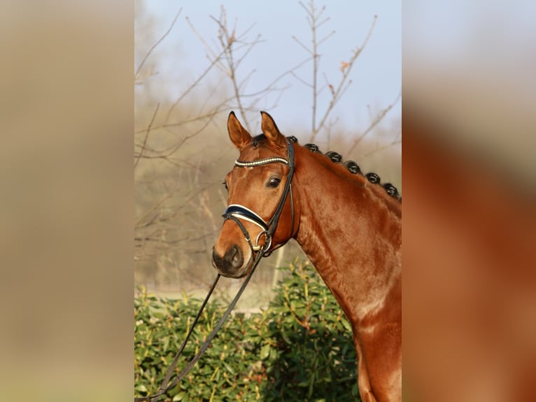 Oldenburger Wallach 5 Jahre 168 cm Brauner in Hatten