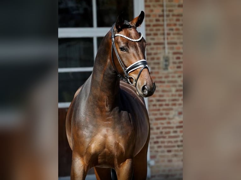 Oldenburger Wallach 5 Jahre 168 cm Brauner in Herford