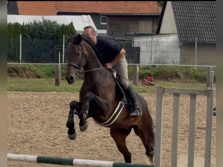 Oldenburger Wallach 5 Jahre 168 cm Brauner in Elze Esbeck