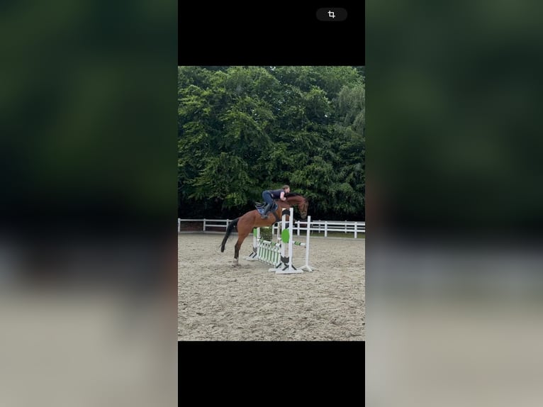 Oldenburger Wallach 5 Jahre 168 cm Brauner in Ritterhude