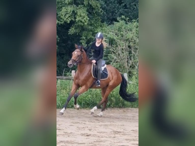 Oldenburger Wallach 5 Jahre 168 cm Brauner in Ritterhude