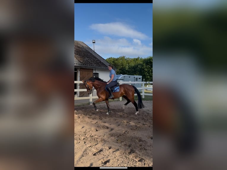 Oldenburger Wallach 5 Jahre 168 cm Brauner in Ritterhude