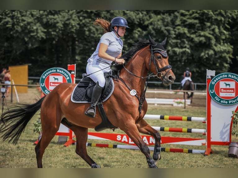 Oldenburger Wallach 5 Jahre 168 cm Brauner in Ritterhude