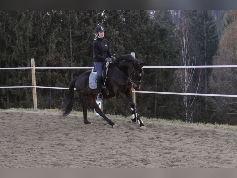 Oldenburger Wallach 5 Jahre 168 cm Dunkelbrauner in Hitzendorf