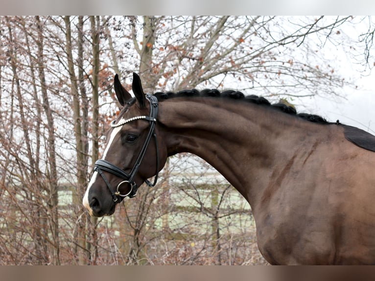 Oldenburger Wallach 5 Jahre 168 cm Dunkelbrauner in Nottuln