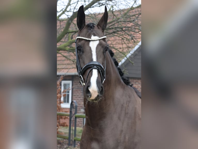 Oldenburger Wallach 5 Jahre 168 cm Dunkelbrauner in Nottuln