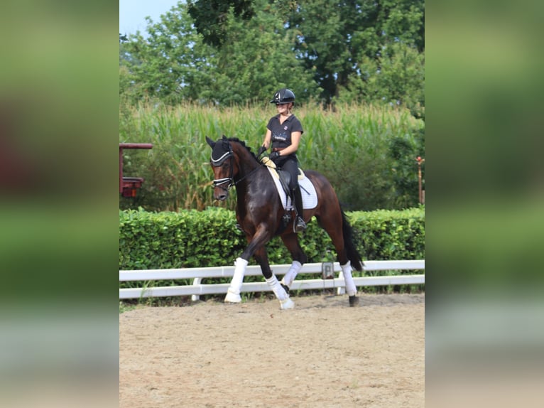 Oldenburger Wallach 5 Jahre 168 cm Dunkelbrauner in Reeßum