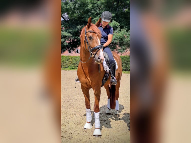 Oldenburger Wallach 5 Jahre 168 cm Dunkelfuchs in Wildeshausen
