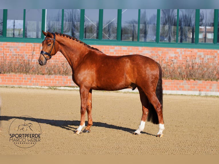 Oldenburger Wallach 5 Jahre 168 cm Fuchs in Bramsche