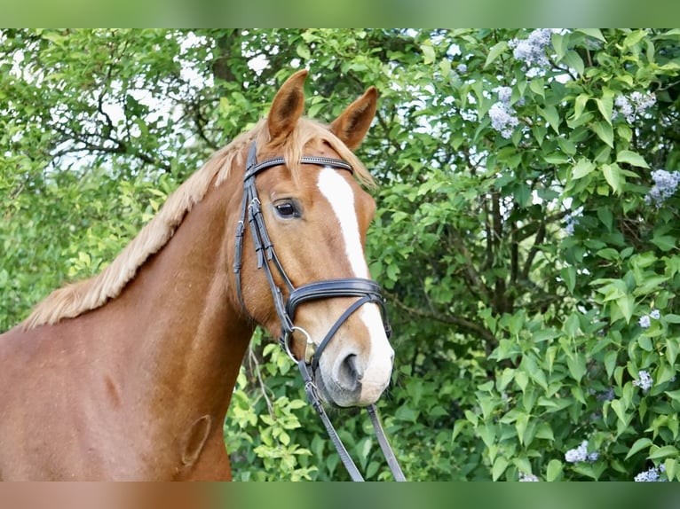 Oldenburger Wallach 5 Jahre 168 cm Fuchs in Römhild