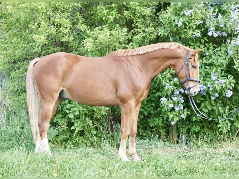 Oldenburger Wallach 5 Jahre 168 cm Fuchs in Römhild