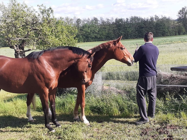Oldenburger Wallach 5 Jahre 168 cm Fuchs in Römhild