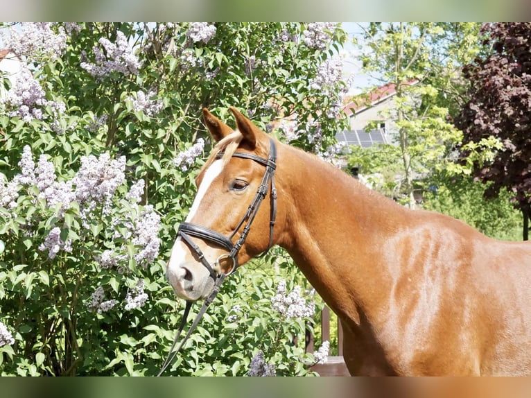 Oldenburger Wallach 5 Jahre 168 cm Fuchs in Römhild