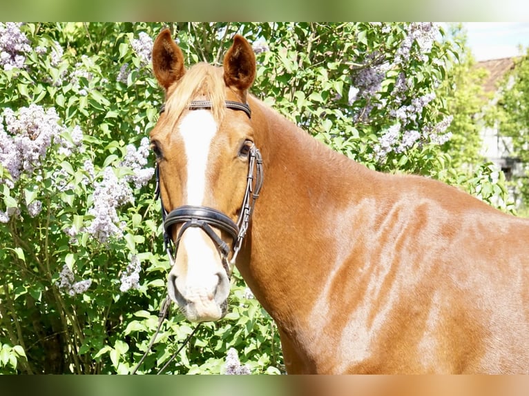Oldenburger Wallach 5 Jahre 168 cm Fuchs in Römhild