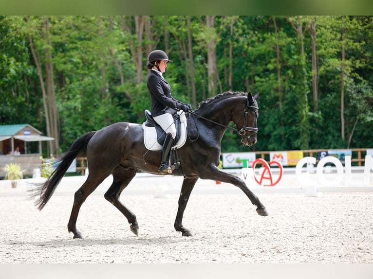 Oldenburger Wallach 5 Jahre 168 cm Rappe in Knœringue Oldenburger Wallach 5 Jahre 168 cm Rappe in Knœringue