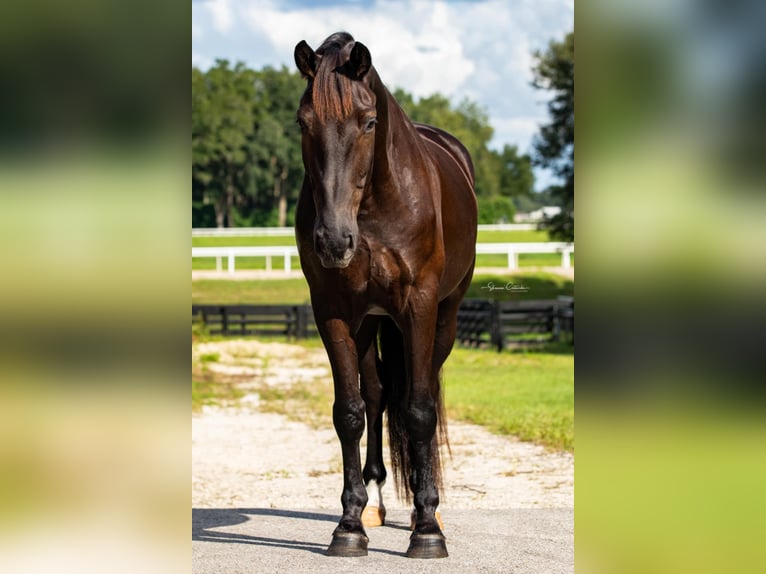 Oldenburger Wallach 5 Jahre 168 cm Rappe in Ocala FL