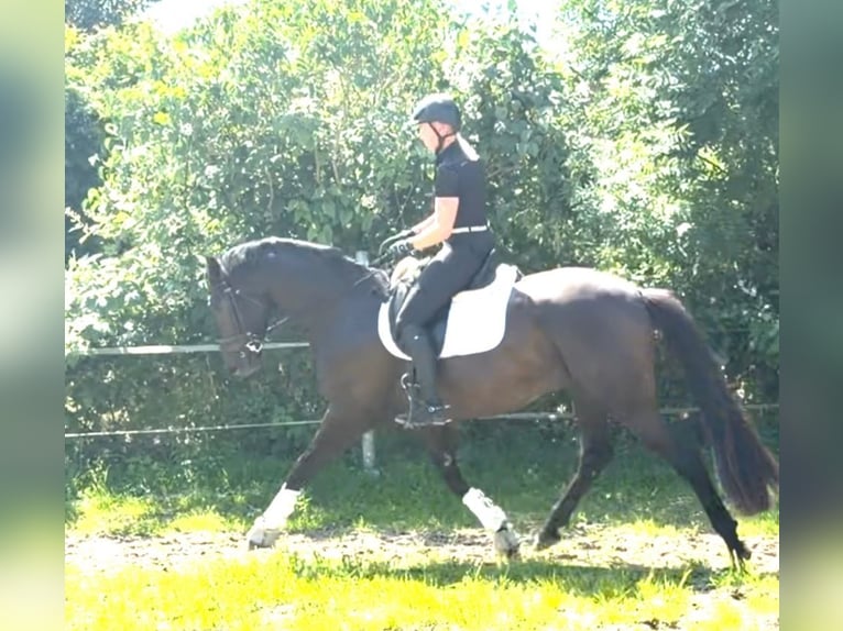 Oldenburger Wallach 5 Jahre 168 cm Schwarzbrauner in Krummhörn