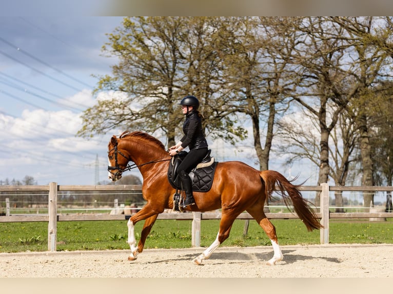 Oldenburger Wallach 5 Jahre 169 cm Fuchs in Hagewede