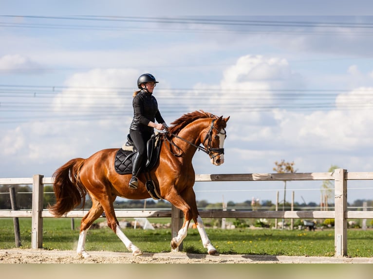 Oldenburger Wallach 5 Jahre 169 cm Fuchs in Hagewede