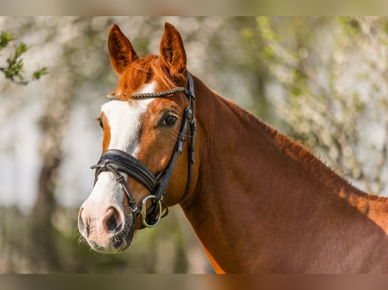 Oldenburger Wallach 5 Jahre 169 cm Fuchs in Hagewede