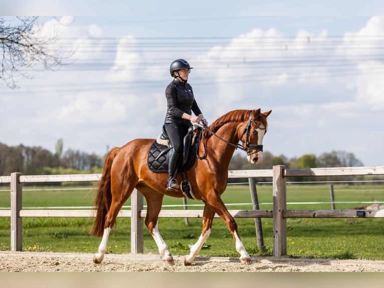 Oldenburger Wallach 5 Jahre 169 cm Fuchs in Hagewede