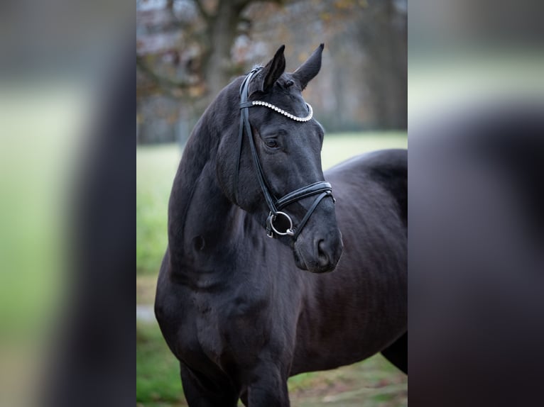 Oldenburger Wallach 5 Jahre 169 cm Rappe in Bramsche