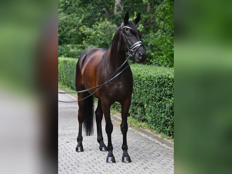 Oldenburger Wallach 5 Jahre 169 cm Rappe in Grebin