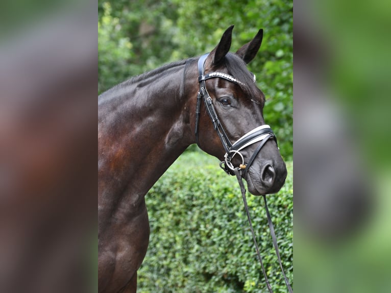 Oldenburger Wallach 5 Jahre 169 cm Rappe in Grebin