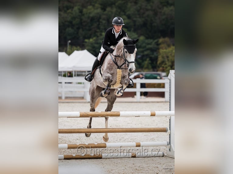 Oldenburger Wallach 5 Jahre 169 cm Schimmel in Benesov