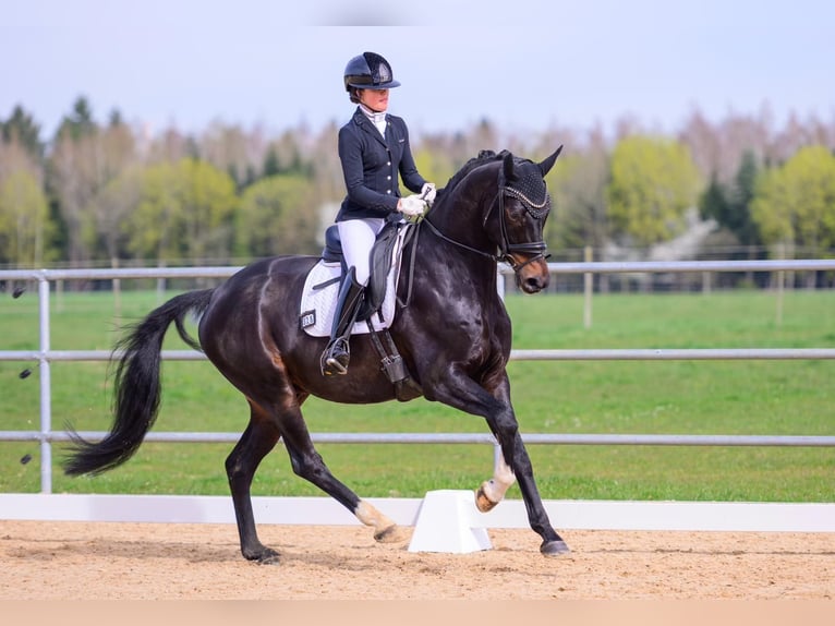 Oldenburger Wallach 5 Jahre 169 cm Schwarzbrauner in Ettringen