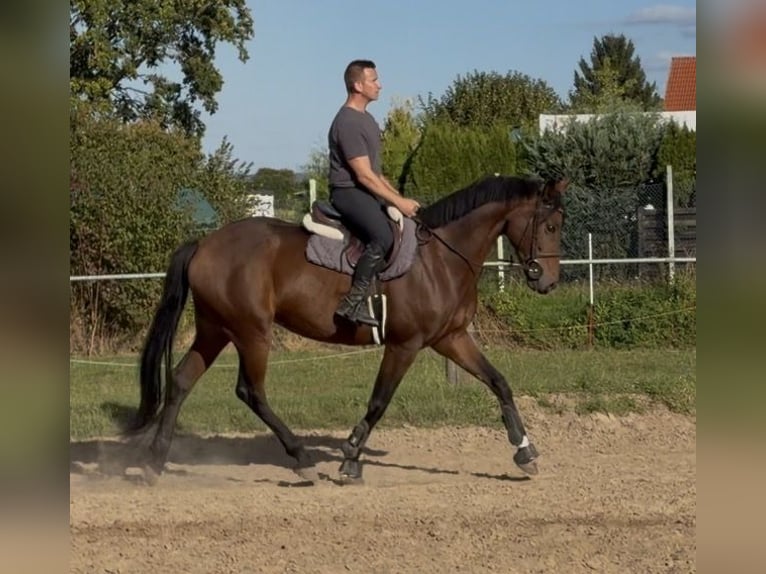 Oldenburger Wallach 5 Jahre 170 cm Brauner in Elze