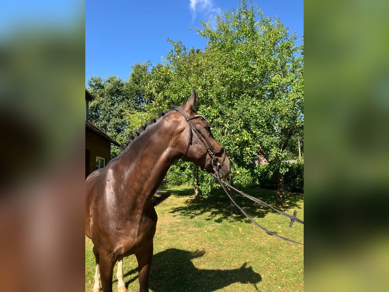 Oldenburger Wallach 5 Jahre 170 cm Brauner in Ganderkesee