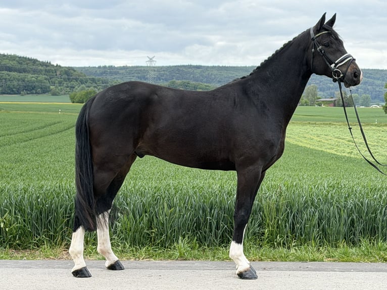 Oldenburger Wallach 5 Jahre 170 cm Dunkelbrauner in Riedlingen
