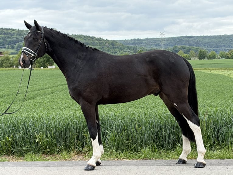 Oldenburger Wallach 5 Jahre 170 cm Dunkelbrauner in Riedlingen