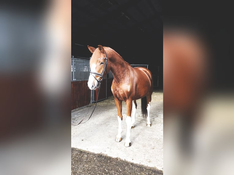 Oldenburger Wallach 5 Jahre 170 cm Fuchs in Rochau