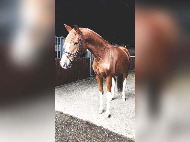 Oldenburger Wallach 5 Jahre 170 cm Fuchs in Rochau