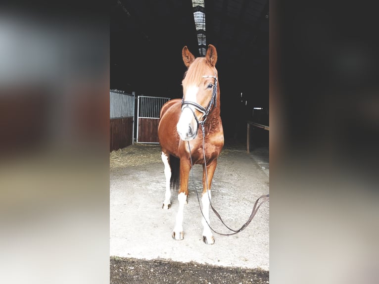 Oldenburger Wallach 5 Jahre 170 cm Fuchs in Rochau