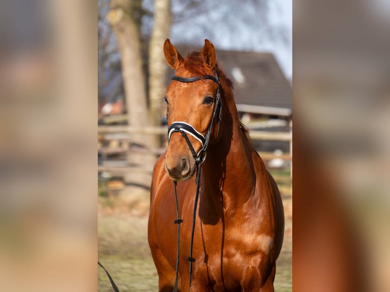 Oldenburger Wallach 5 Jahre 170 cm Fuchs in Elmlohe