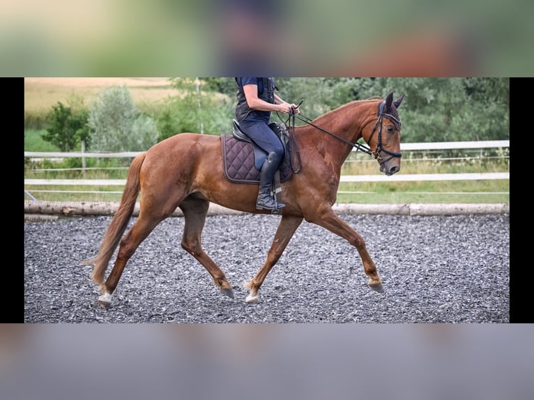 Oldenburger Wallach 5 Jahre 170 cm Fuchs in Affoltern am Albis